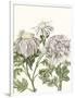 Gramercy White