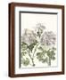 Chelsea Espresso