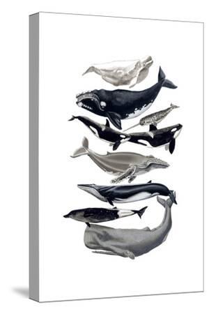 Art /& Loft Nantucket Whales Stretched Canvas Print