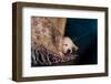 Nap-Valda Bailey-Framed Photographic Print