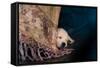 Nap-Valda Bailey-Framed Stretched Canvas