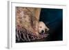 Nap-Valda Bailey-Framed Photographic Print