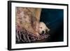 Nap-Valda Bailey-Framed Photographic Print