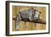 Nap-Sheldon Lewis-Framed Art Print