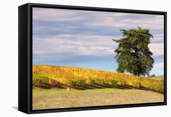 Napa Hillside in Autumn-Vincent James-Framed Stretched Canvas