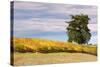 Napa Hillside in Autumn-Vincent James-Stretched Canvas
