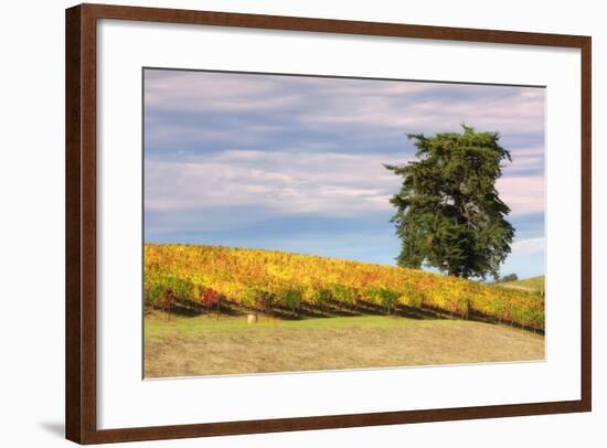 Napa Hillside in Autumn-Vincent James-Framed Photographic Print