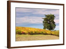 Napa Hillside in Autumn-Vincent James-Framed Photographic Print