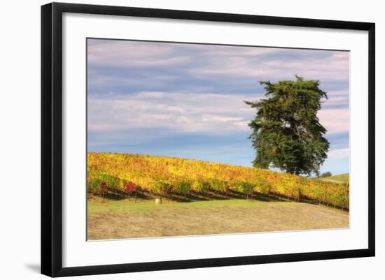 Napa Hillside in Autumn-Vincent James-Framed Photographic Print