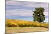 Napa Hillside in Autumn-Vincent James-Mounted Photographic Print