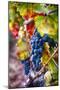 Napa Valley Fruit-George Oze-Mounted Photographic Print