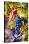 Napa Valley Fruit-George Oze-Stretched Canvas