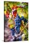 Napa Valley Fruit-George Oze-Stretched Canvas