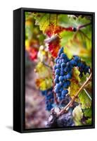 Napa Valley Fruit-George Oze-Framed Stretched Canvas