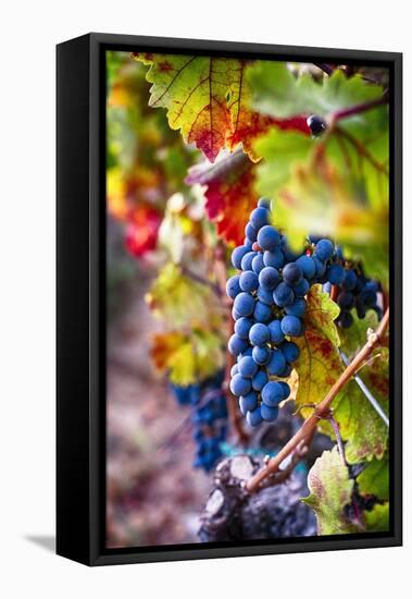 Napa Valley Fruit-George Oze-Framed Stretched Canvas