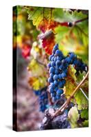 Napa Valley Fruit-George Oze-Stretched Canvas