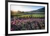 Napa Valley Spring Afternoon-George Oze-Framed Photographic Print