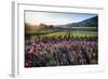 Napa Valley Spring Afternoon-George Oze-Framed Photographic Print