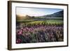 Napa Valley Spring Afternoon-George Oze-Framed Photographic Print