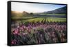 Napa Valley Spring Afternoon-George Oze-Framed Stretched Canvas