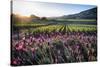 Napa Valley Spring Afternoon-George Oze-Stretched Canvas