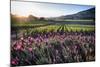 Napa Valley Spring Afternoon-George Oze-Mounted Photographic Print