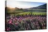 Napa Valley Spring Afternoon-George Oze-Stretched Canvas