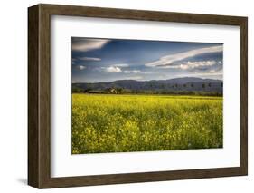 Napa Valley Spring Meadow, California-George Oze-Framed Photographic Print