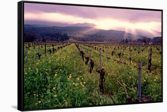 Napa Valley Sunset, Oakville, California-George Oze-Framed Stretched Canvas