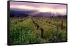 Napa Valley Sunset, Oakville, California-George Oze-Framed Stretched Canvas