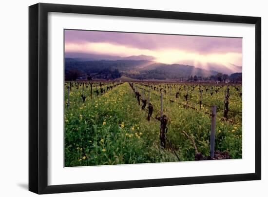 Napa Valley Sunset, Oakville, California-George Oze-Framed Photographic Print