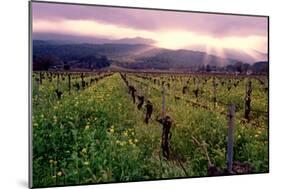 Napa Valley Sunset, Oakville, California-George Oze-Mounted Photographic Print