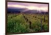 Napa Valley Sunset, Oakville, California-George Oze-Framed Photographic Print