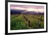 Napa Valley Sunset, Oakville, California-George Oze-Framed Photographic Print