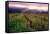 Napa Valley Sunset, Oakville, California-George Oze-Framed Stretched Canvas