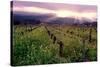 Napa Valley Sunset, Oakville, California-George Oze-Stretched Canvas