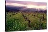 Napa Valley Sunset, Oakville, California-George Oze-Stretched Canvas