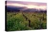 Napa Valley Sunset, Oakville, California-George Oze-Stretched Canvas