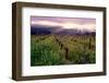 Napa Valley Sunset, Oakville, California-George Oze-Framed Photographic Print