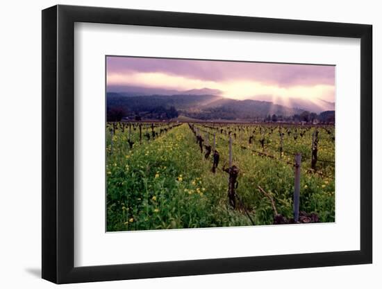 Napa Valley Sunset, Oakville, California-George Oze-Framed Photographic Print