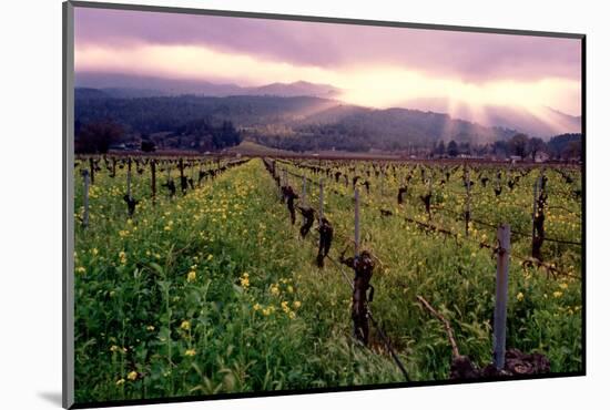 Napa Valley Sunset, Oakville, California-George Oze-Mounted Photographic Print