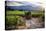 Napa Valley Vineyard with a Small Shed, Oakville, California-George Oze-Stretched Canvas