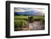 Napa Valley Vineyard with a Small Shed, Oakville, California-George Oze-Framed Photographic Print