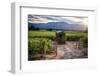 Napa Valley Vineyard with a Small Shed, Oakville, California-George Oze-Framed Photographic Print