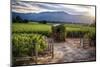 Napa Valley Vineyard with a Small Shed, Oakville, California-George Oze-Mounted Photographic Print