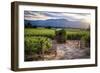 Napa Valley Vineyard with a Small Shed, Oakville, California-George Oze-Framed Photographic Print