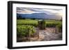 Napa Valley Vineyard with a Small Shed, Oakville, California-George Oze-Framed Photographic Print