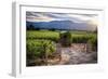 Napa Valley Vineyard with a Small Shed, Oakville, California-George Oze-Framed Photographic Print