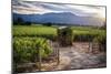 Napa Valley Vineyard with a Small Shed, Oakville, California-George Oze-Mounted Photographic Print