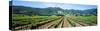 Napa Valley Vineyards Hopland, CA-null-Stretched Canvas